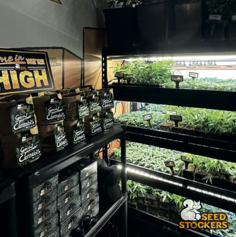Sementes e mudas de cannabis Seedstockers expostas em um grow shop