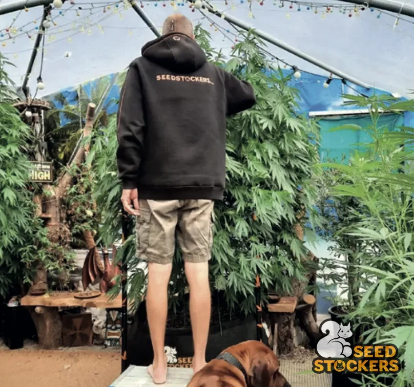 Cultivador Seedstockers cuidando de plantas de cannabis em fase vegetativa