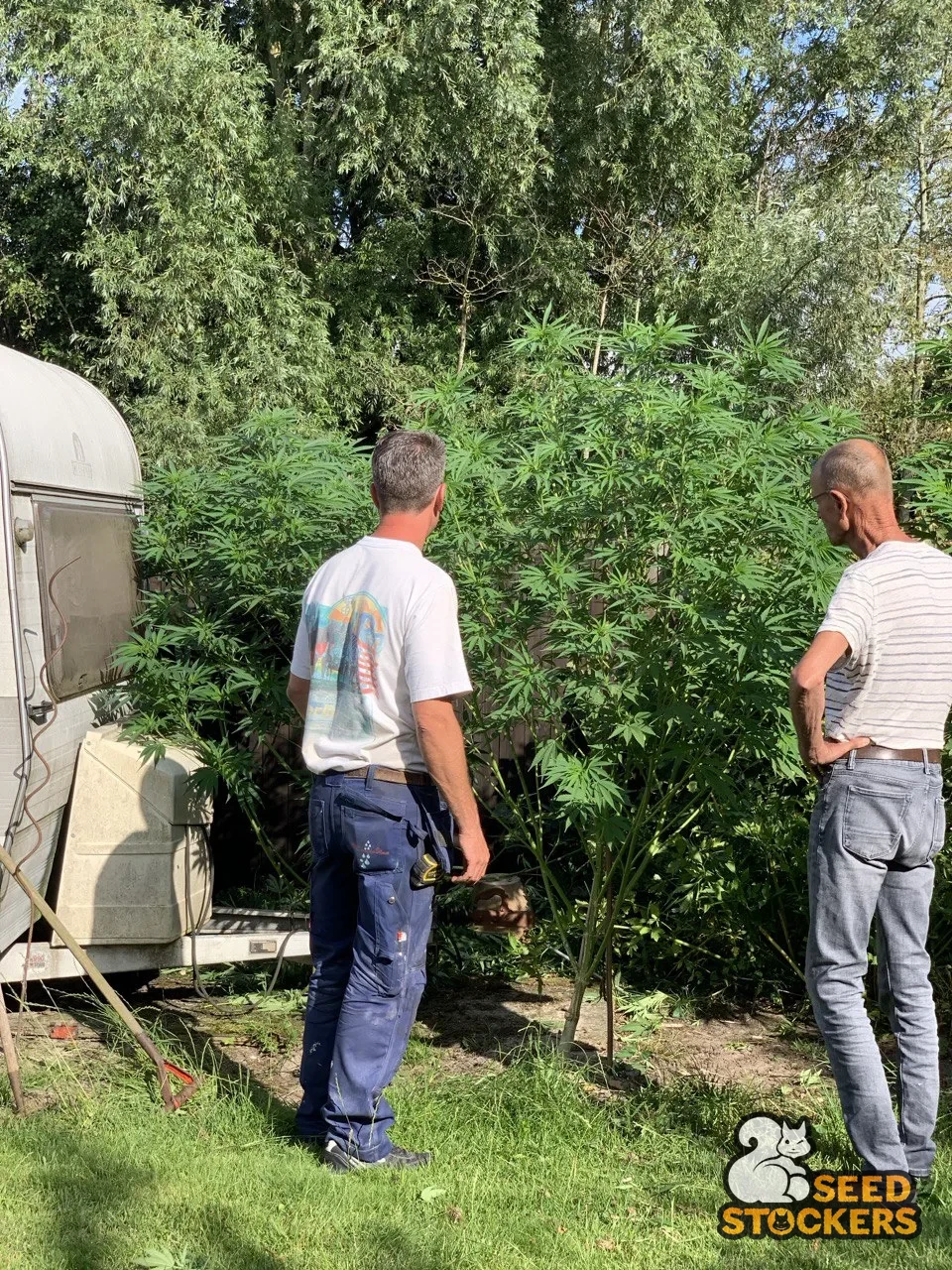 Breeders da Seedstockers avaliando plantas de cannabis em um jardim de testes