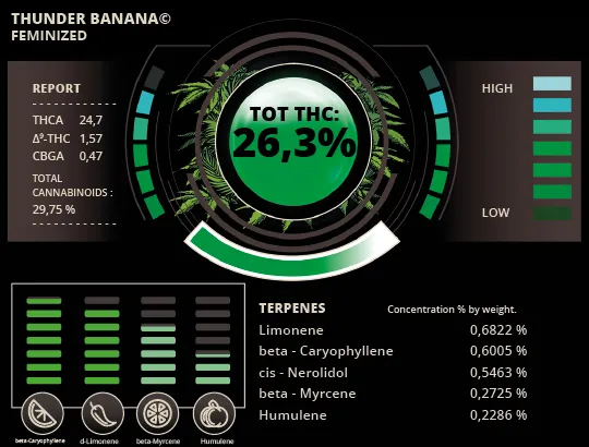 Pré-visualização do laudo — Thunder Banana© Sementes Feminizadas