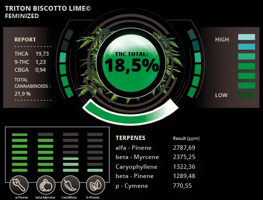 Pré-visualização do laudo — Triton Biscotto Lime© Sementes Feminizadas