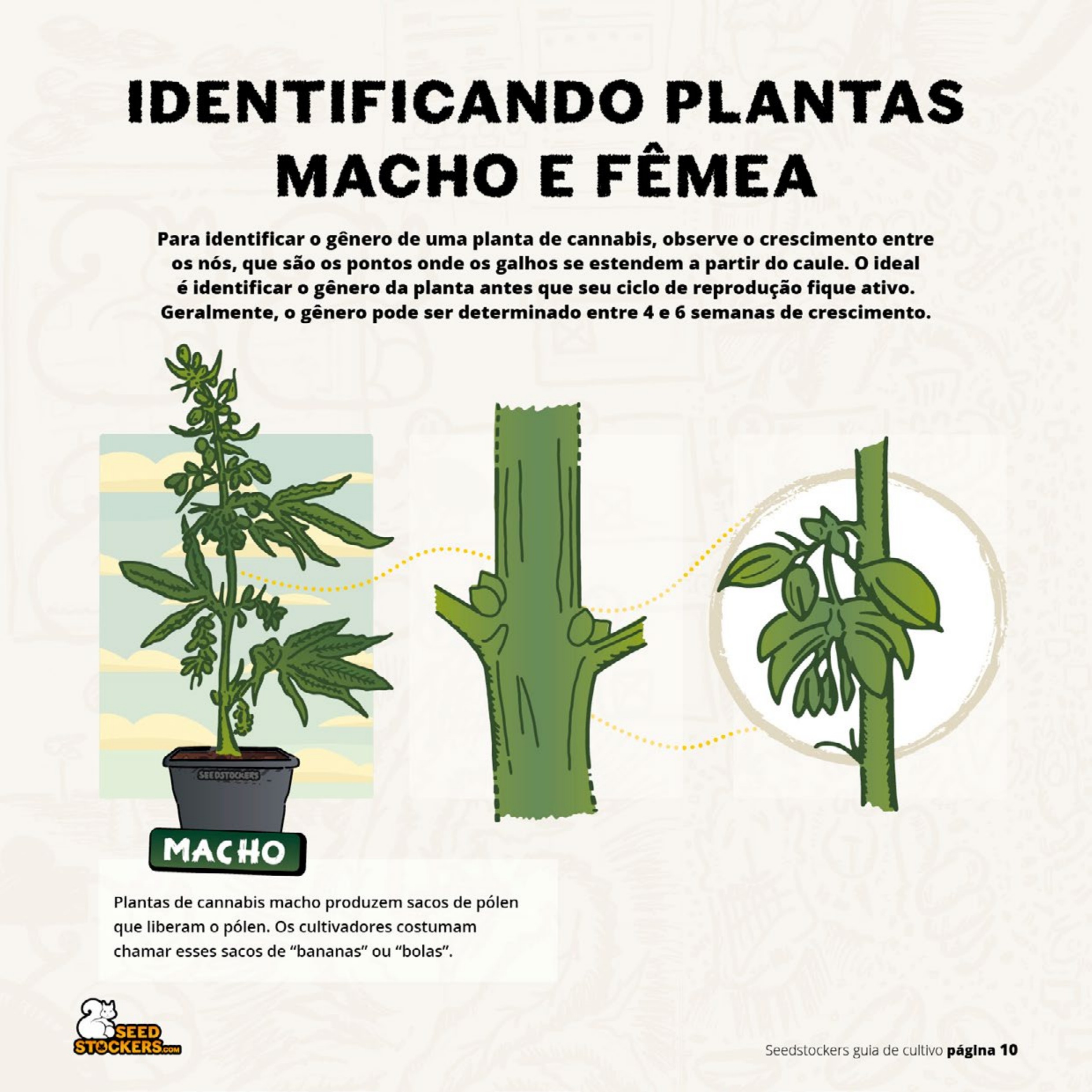 Página 12 do guia de cultivo de colecionáveis Seedstockers