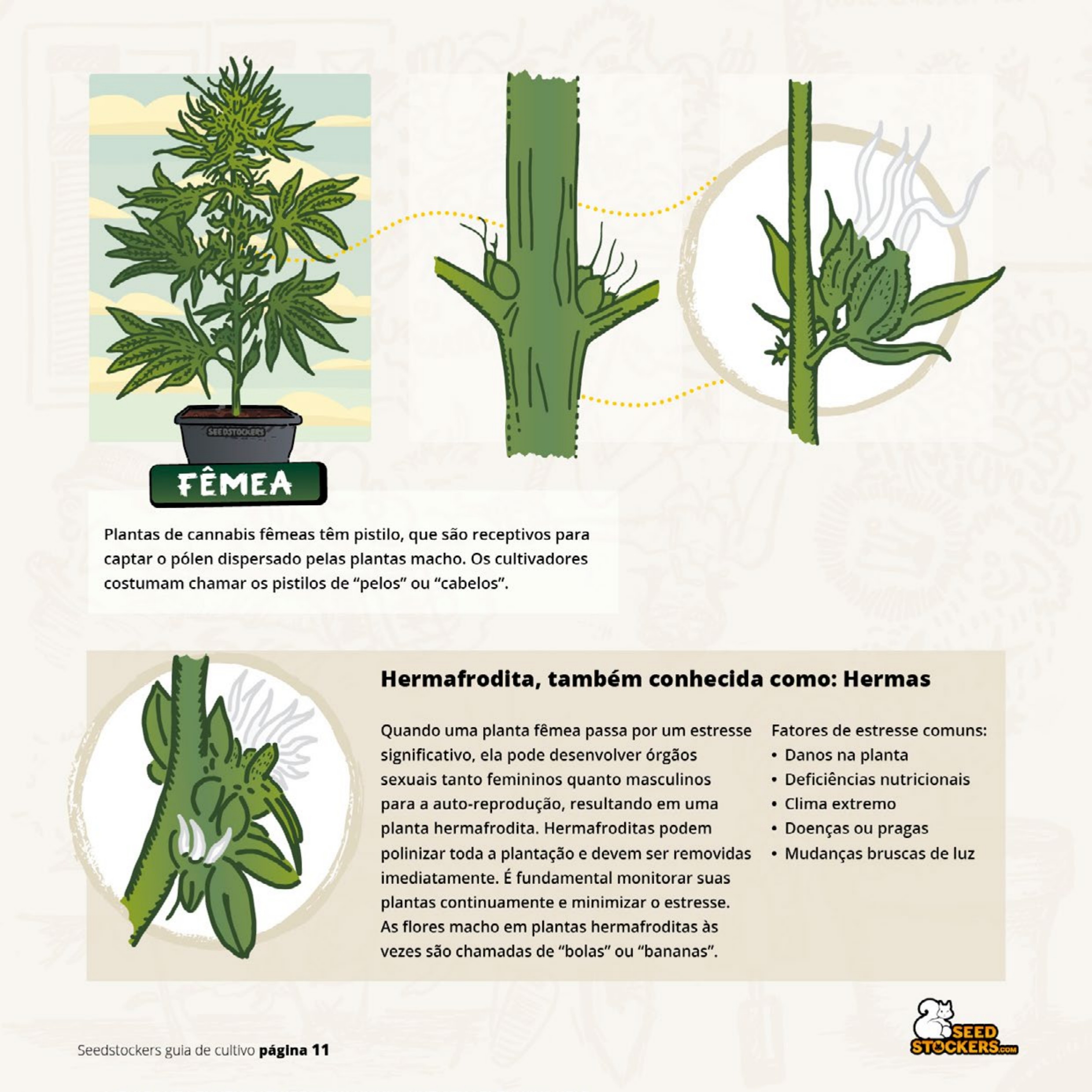 Página 13 do guia de cultivo de colecionáveis Seedstockers
