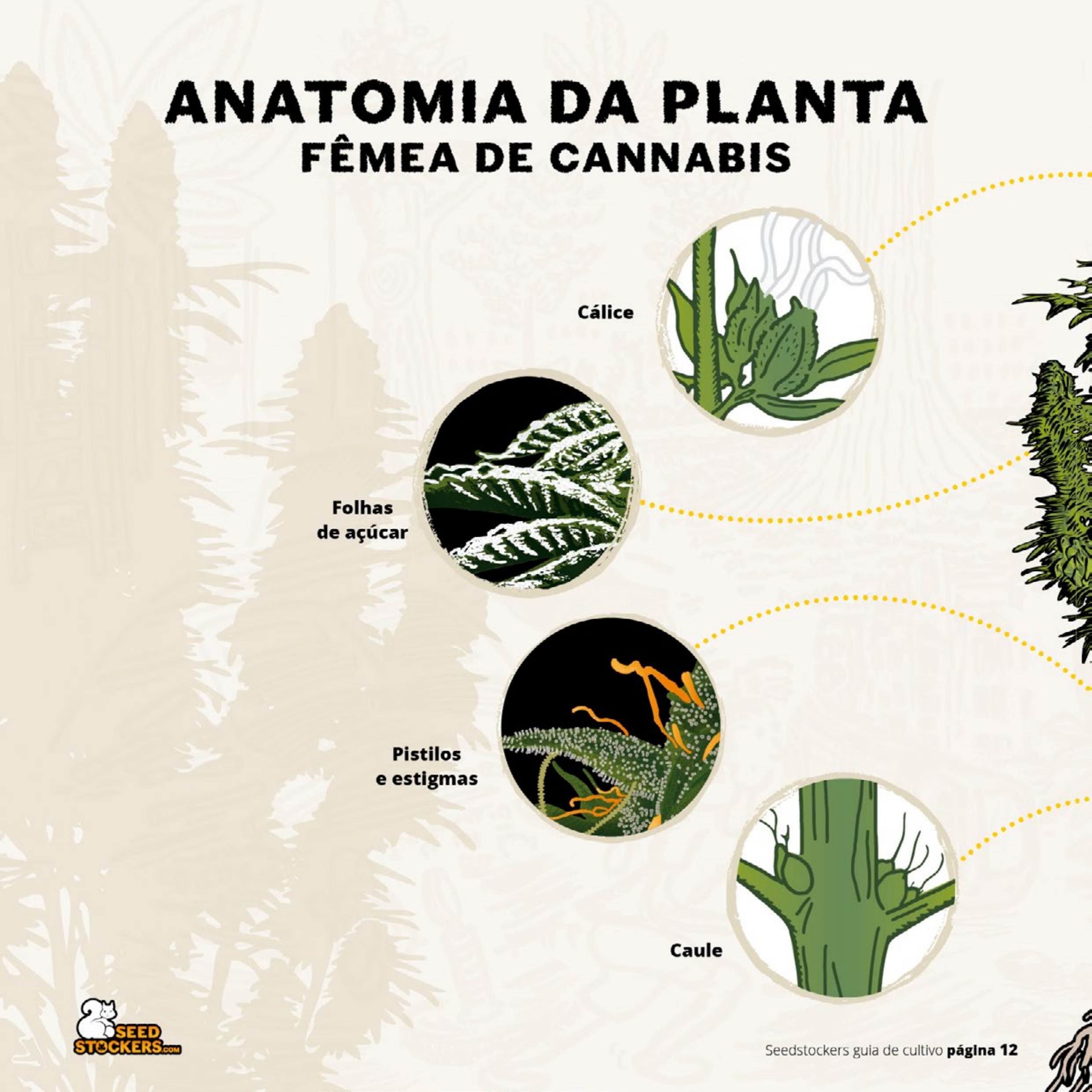 Prévia da página 14 do guia de cultivo