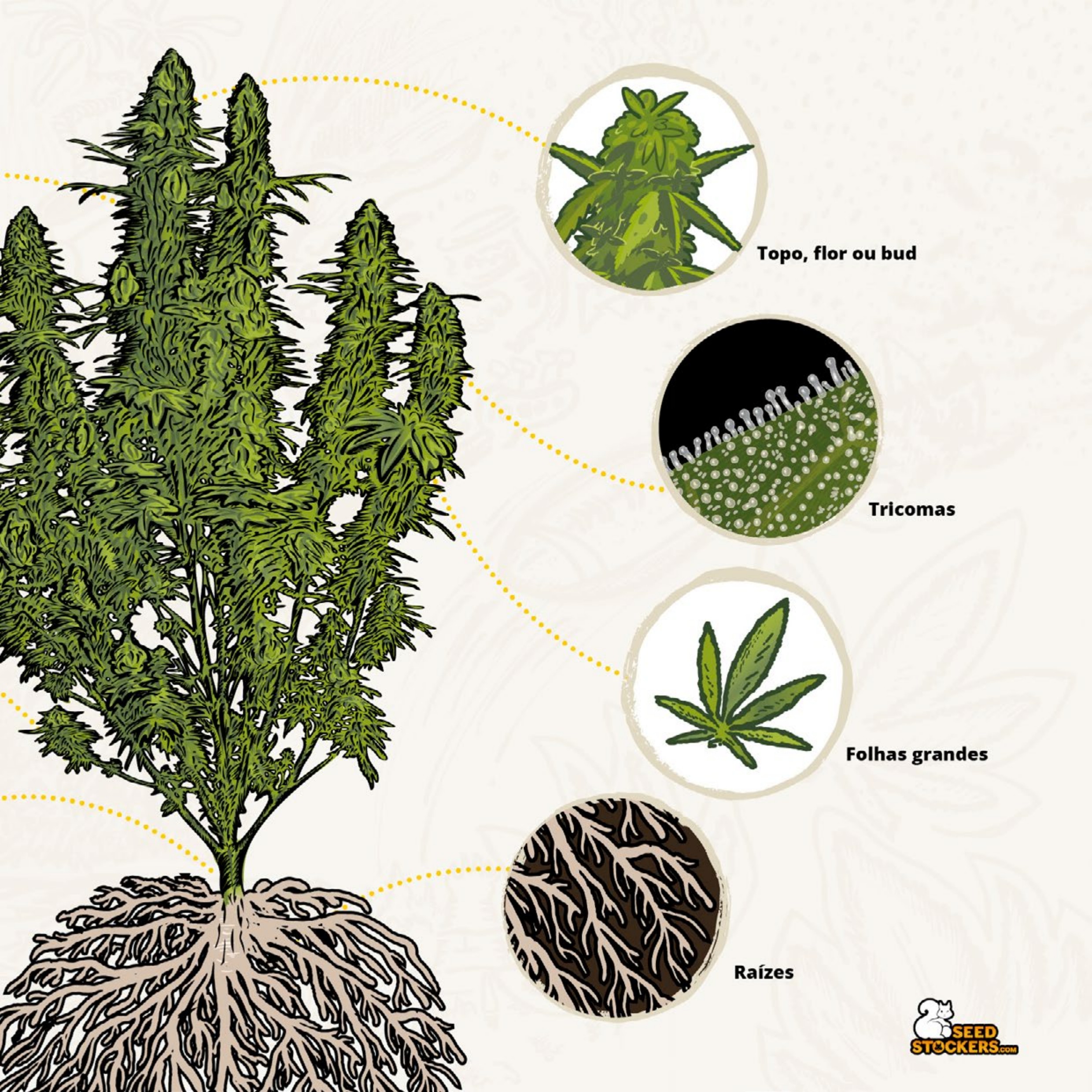 Página 15 do guia de cultivo de colecionáveis Seedstockers