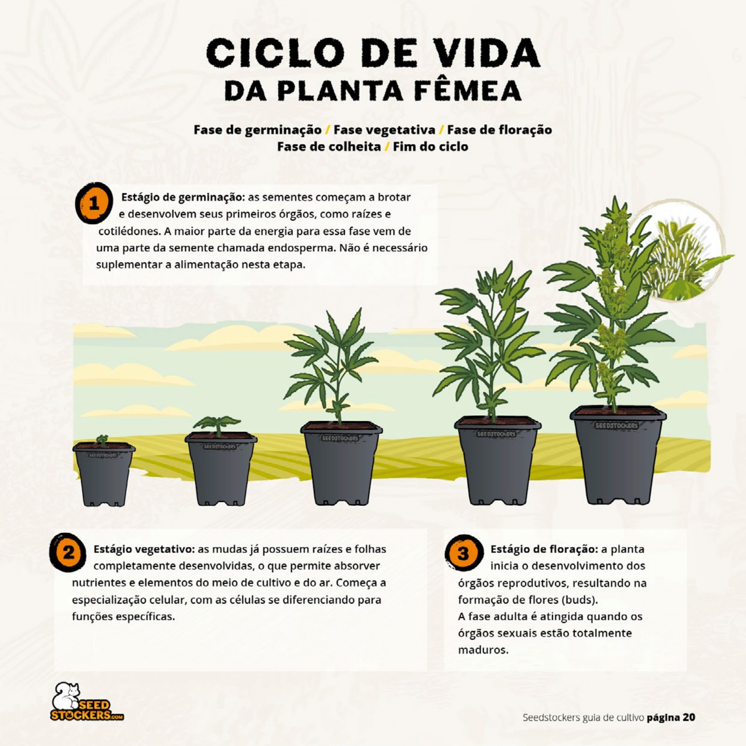 Prévia da página 22 do guia de cultivo