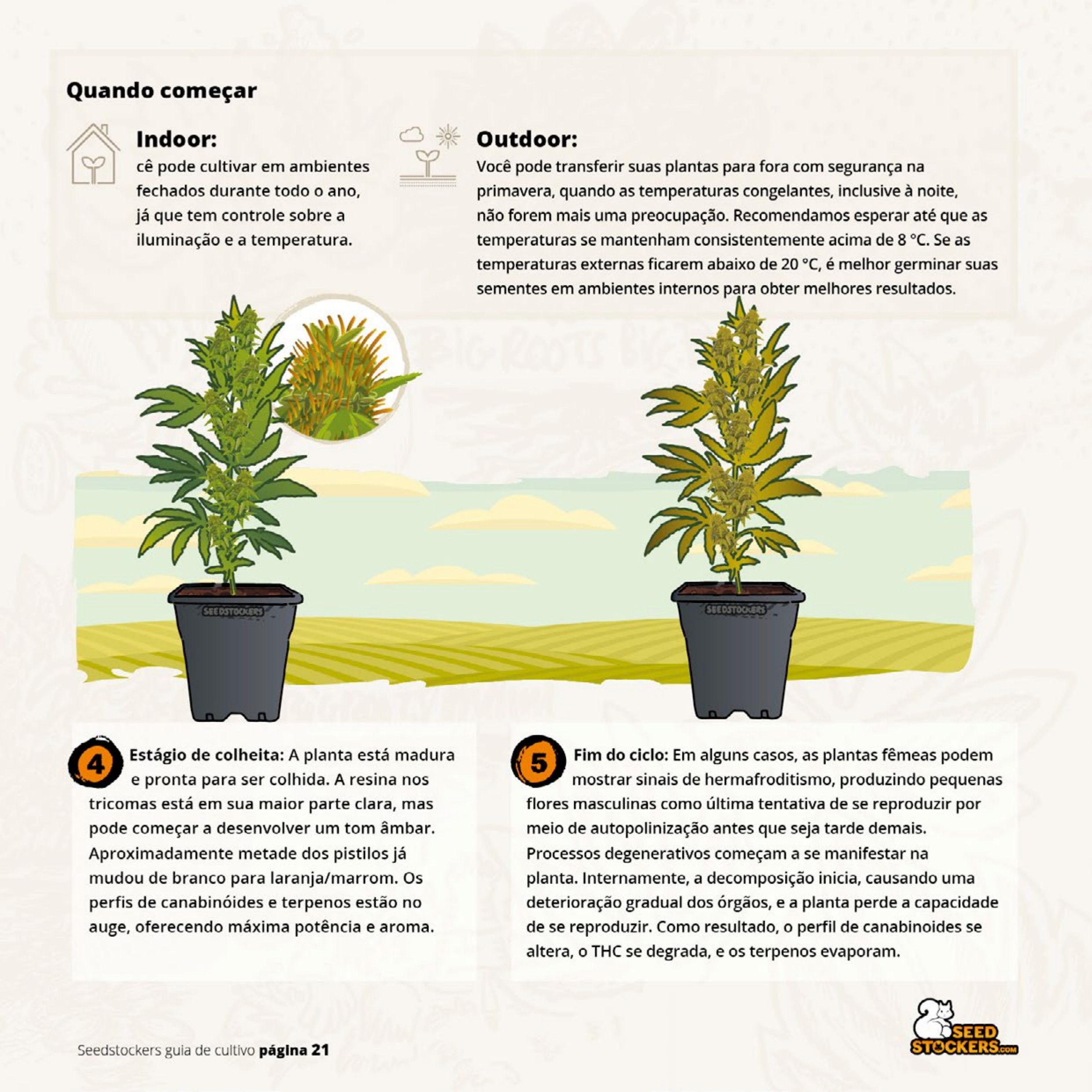 Página 23 do guia de cultivo de colecionáveis Seedstockers
