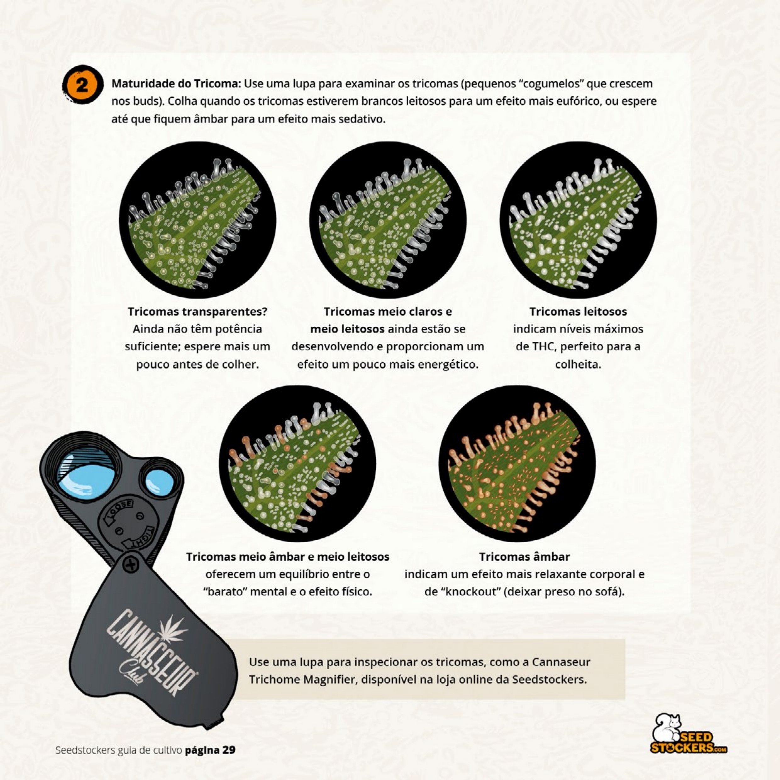Página 31 do guia de cultivo de colecionáveis Seedstockers