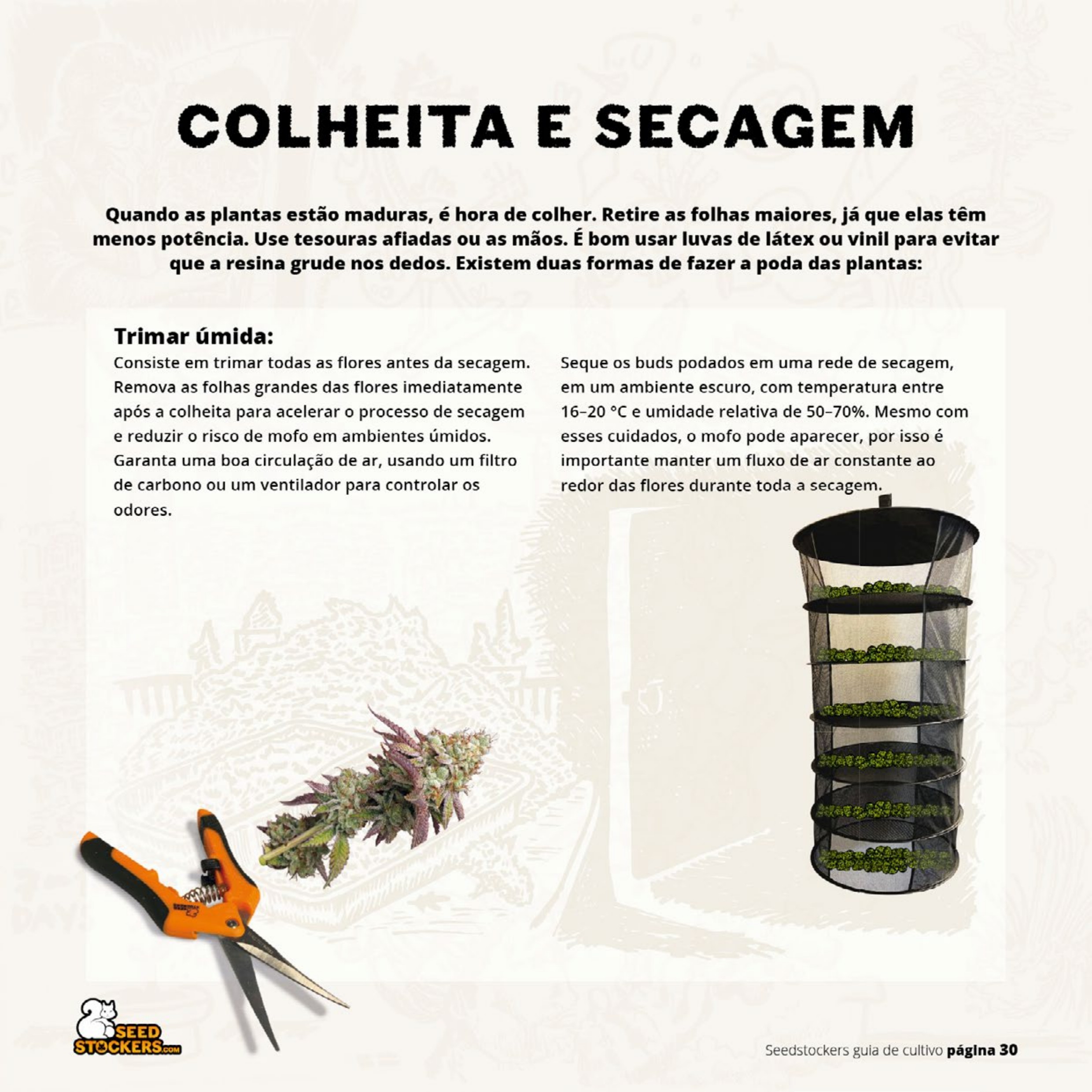 Página 32 do guia de cultivo de colecionáveis Seedstockers