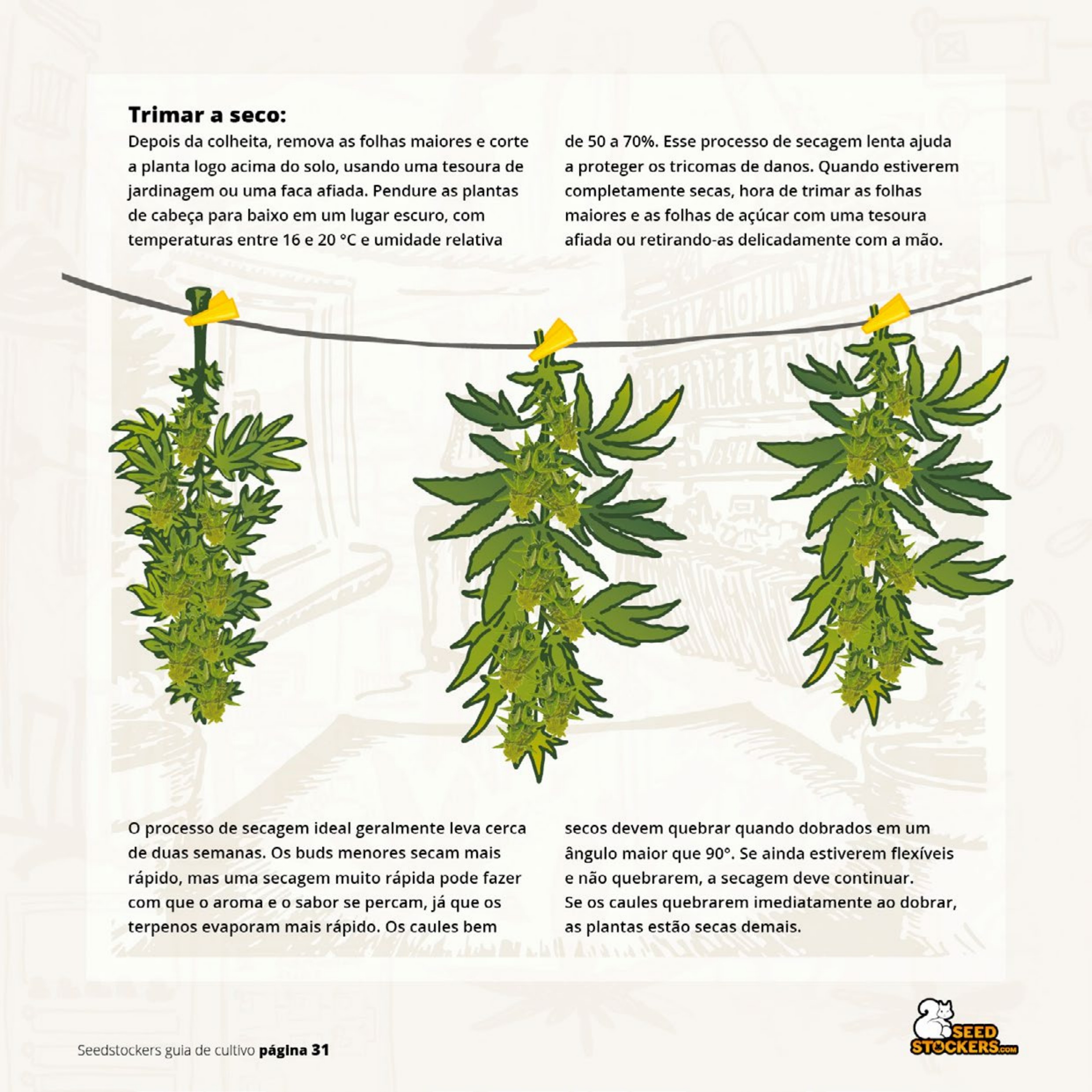 Página 33 do guia de cultivo de colecionáveis Seedstockers